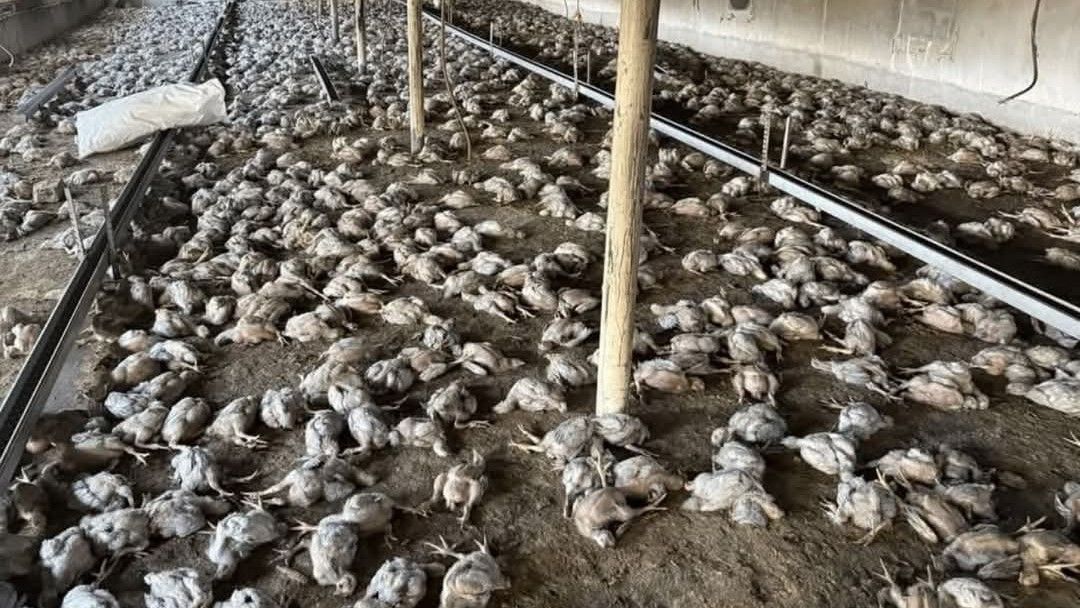 لە سنووری بارزان 10 هەزار مریشک مردار دەبنەوە