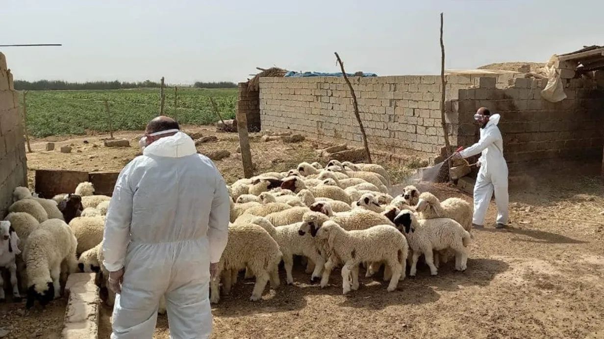 لە هەرێمی کوردستان ئامادەکاری بۆ ڕووبەڕووبوونەوەی تای خوێنبەربوونی ئاژەڵان دەکرێت