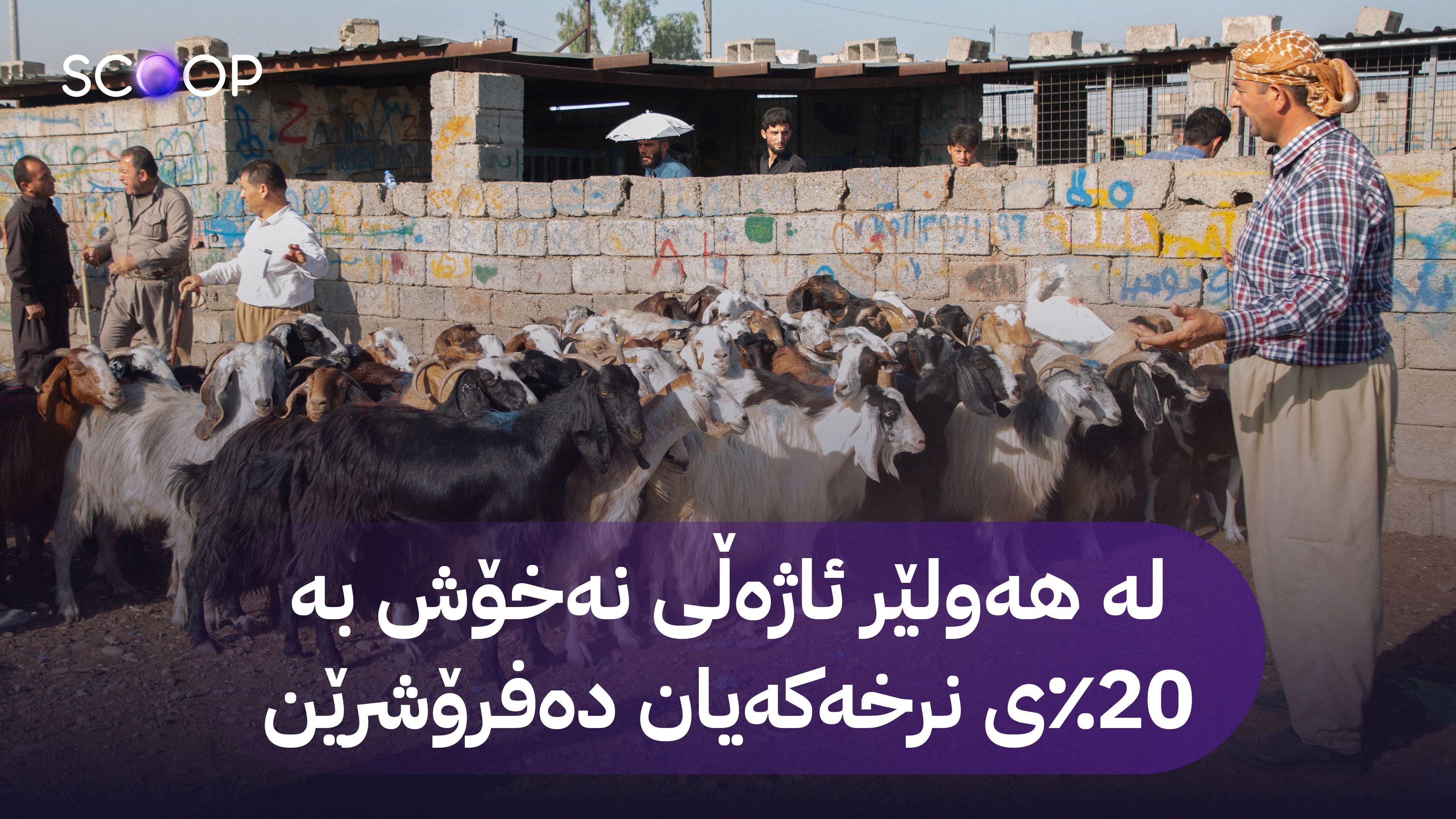 ئاڤا بەدواداچوون بۆ بڵاوبوونەوەی تای خوێنبەربوون لە کوردستان دەکات