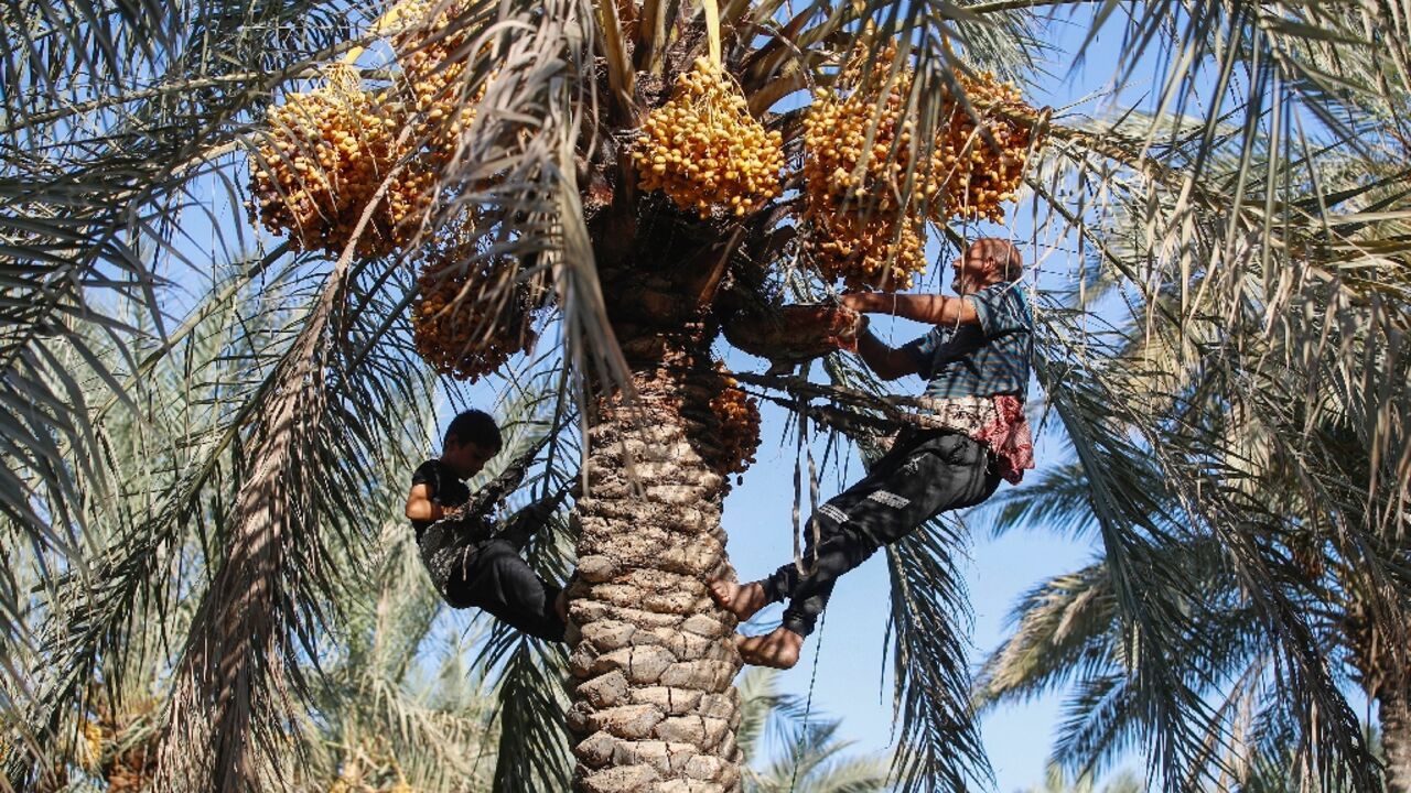 عێراق هاوردەکردنی خورمای پاکەتکراو بۆ ماوەی سێ مانگ قەدەغە دەکات
